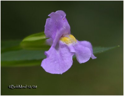 Monkey Flower