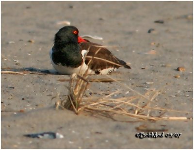 American Oystercatcher