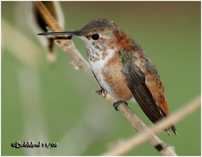 Rufous Hummingbird-Immature Male