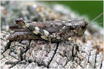 Pine Tree Spur-throat Grasshopper-Female