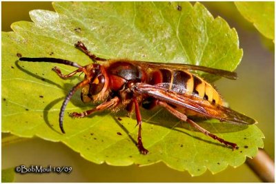 European Giant Hornet