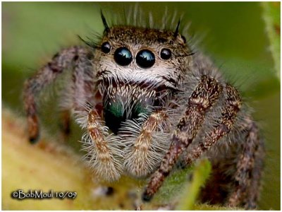 FAMILY SALTICIDAE-(Jumping Spiders)