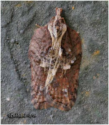 Masked Leafroller MothAcleris flavivittana #3542