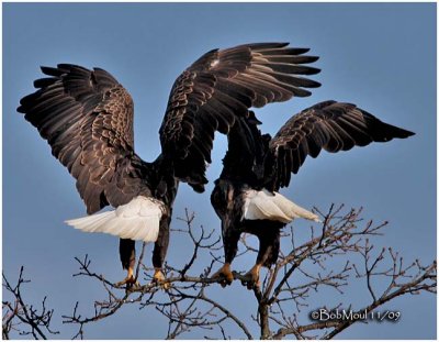 Bald Eagles-Adult