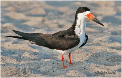 Black Skimmer-Adult