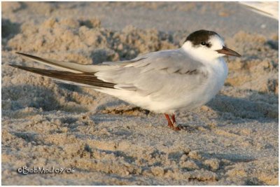 Common Tern-1st Year