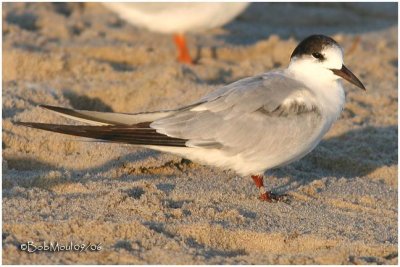 Common Tern-Adult Non Breeding