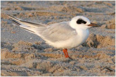 Forsters Tern-Adult Non Breeding