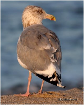 American Herring-Adult Non Breeding