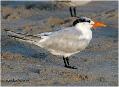 Royal Tern-Adult Non Breeding