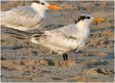 Royal Tern-Juvenal