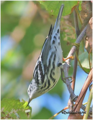 Black and White Warbler