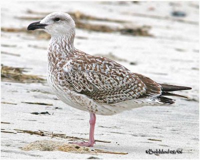 Great Black Backed Gull-1st Winter