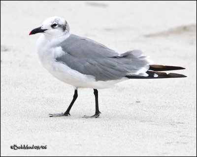 Laughing Gull Adult Non-Breeding