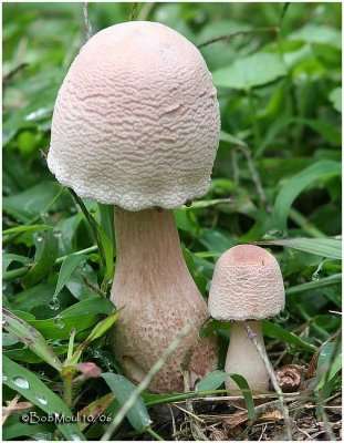 Fungi24