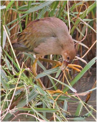 Purple Gallinule-Immature