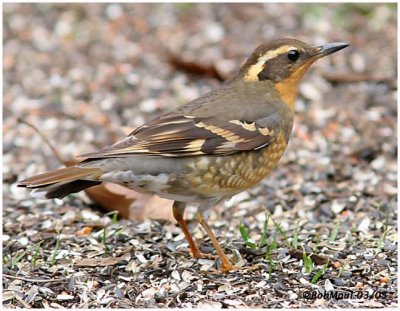 Varied Thrush-1st year female