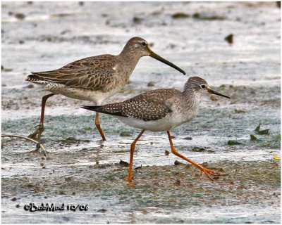 Long-billed Dowitcher and Lesser Yellowlegs