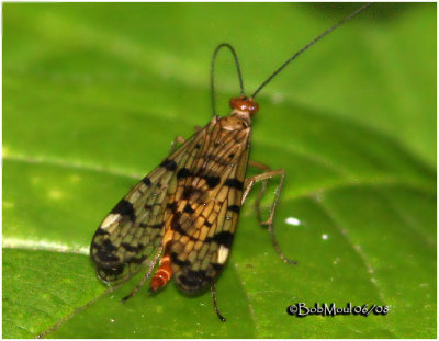 Scorpionfly-Female