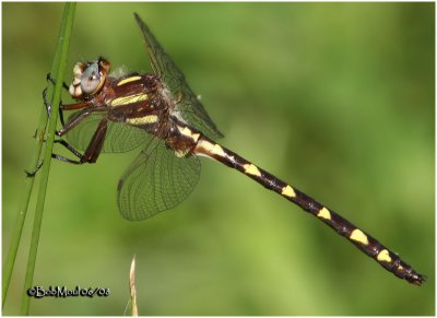 Brown Spiketail