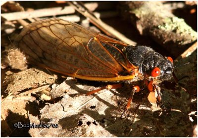 Cicada-Brood XIV