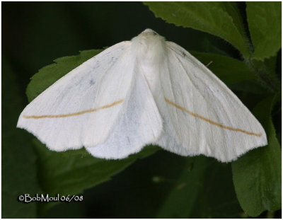White Slant-line MothTetracis cachexiata #6964