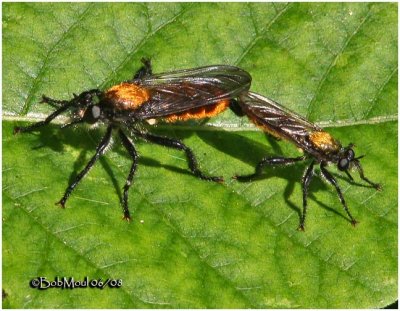 Robber Flies-Mating