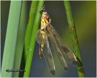 Calico Pennant-Teneral