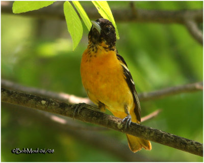 Baltimore Oriole-Male Immature