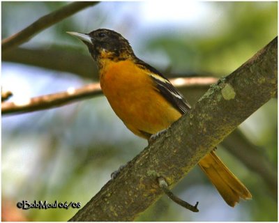 Baltimore Oriole-Male Immature