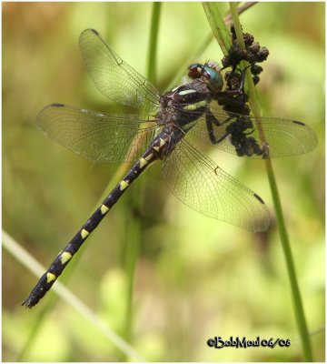 Brown Spiketail-Adult