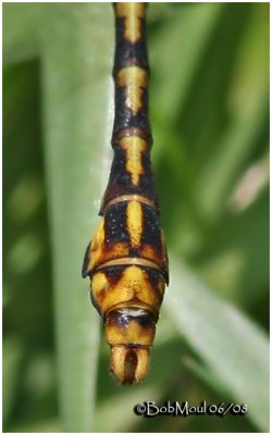 Appalachian Snaketail-Male