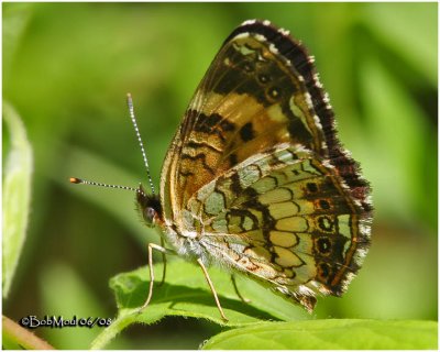 Silvery Checkerspot