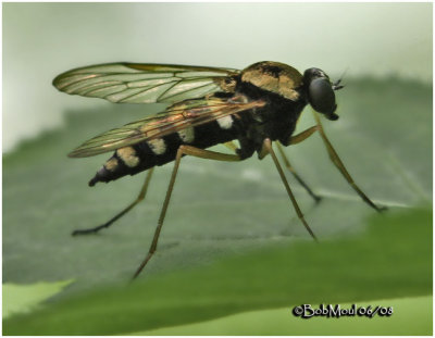 Ornate Snipefly