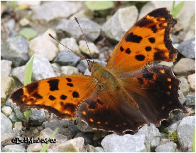 Eastern Comma-Form Dryas (Summer)Polygonia comma