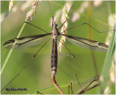 Crane Fly-Female