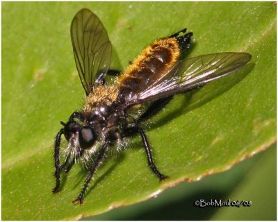 Robber Fly - Male