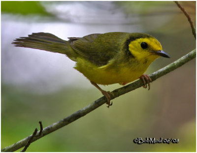 Hooded Warbler-Female