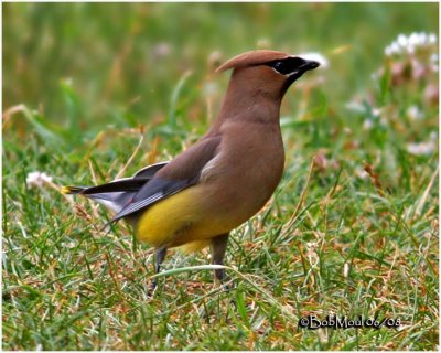 Cedar Waxwing