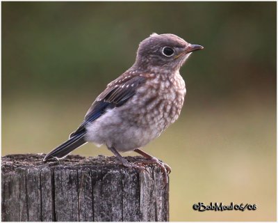 Eastern Bluebird-Fledgling