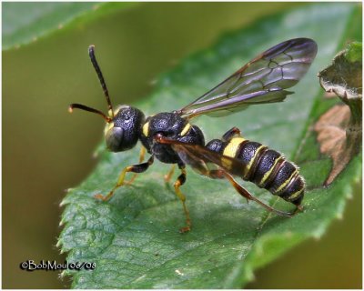 Apoid Wasp