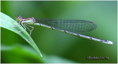 Vesper Bluet-Blue Form
