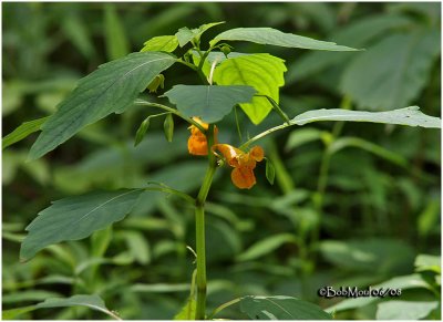 Spotted Jewelweed