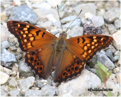 <h5><big>Tawny Emperor<br></big><em>Asterocampa clyton</h5></em>