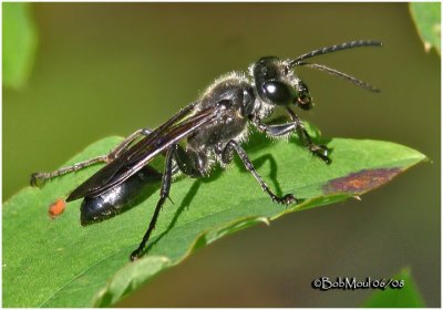 Thread Waisted Wasp