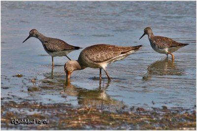 Hudsonian Godwit-Lesser Yellowlegs