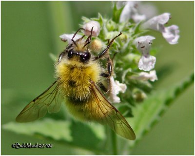 Great Northern Bumble Bee