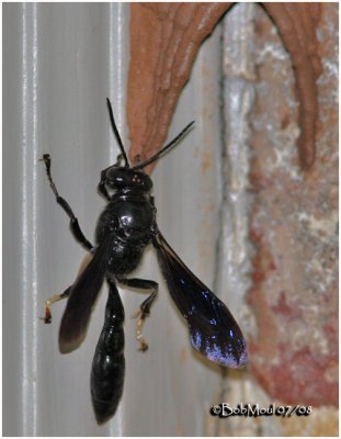 Pipe Organ Mud Dauber