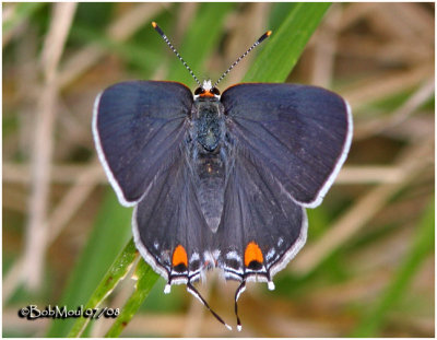 Gray Hairstreak