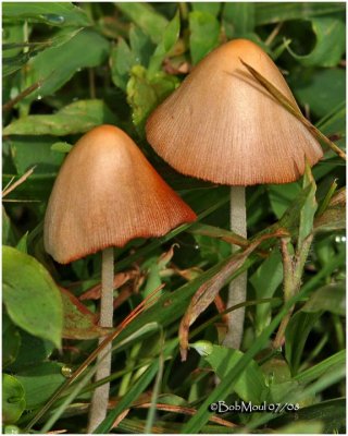 Fungi36